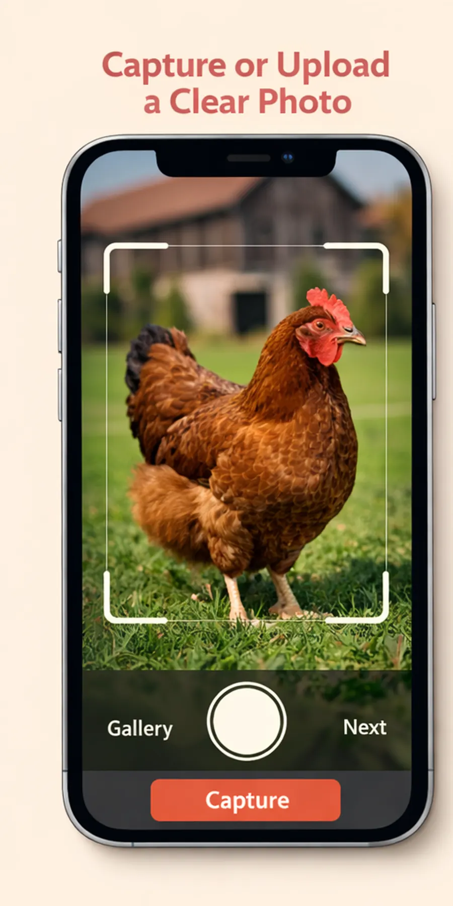 Capturing a chicken photo